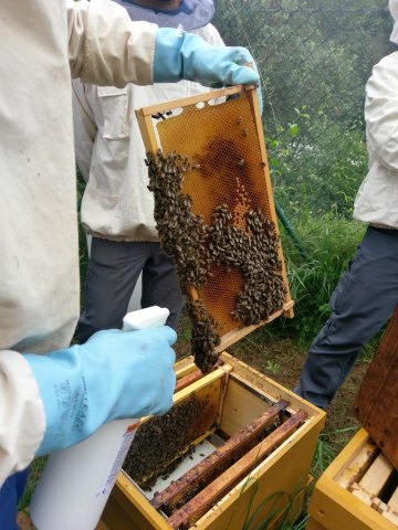 Durchsicht und Varroabehandlung